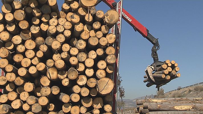 La Vega recupera sus chopos