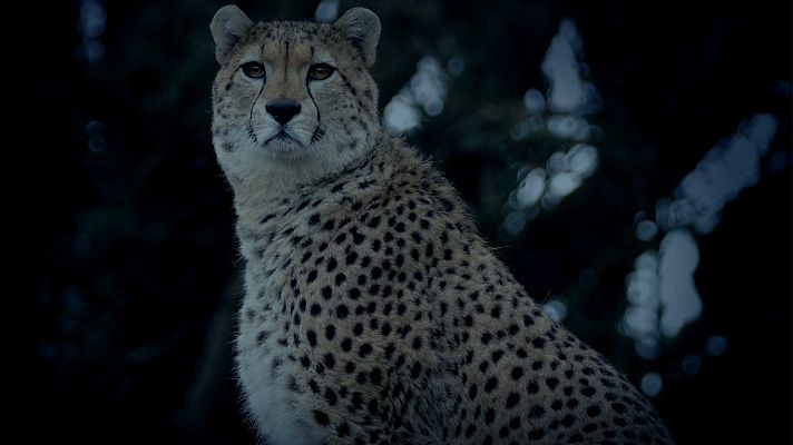  - ¿Por qué los ojos de los felinos brillan en la oscuridad?