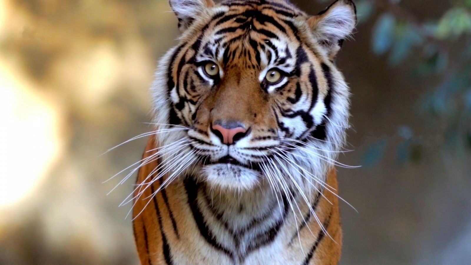 Que animal | Los felinos