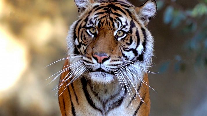 ¡Qué animal! - ¿Por qué pueden rugir los felinos?