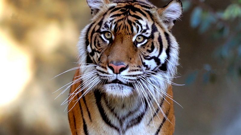 Que animal | Los felinos