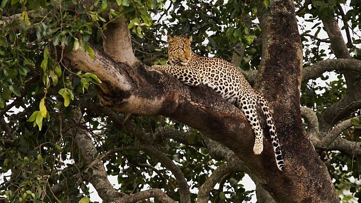 ¿Cómo cazan los felinos?