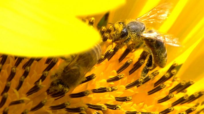 ¡Qué animal! - Las abejas, polinizadoras de la naturaleza