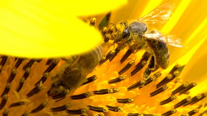 Las abejas, polinizadoras de la naturaleza