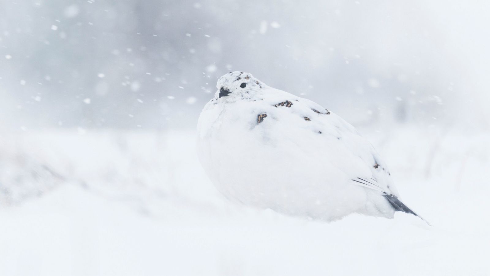 ¿Qué pasa cuando la perdiz nival se queda sin nieve?