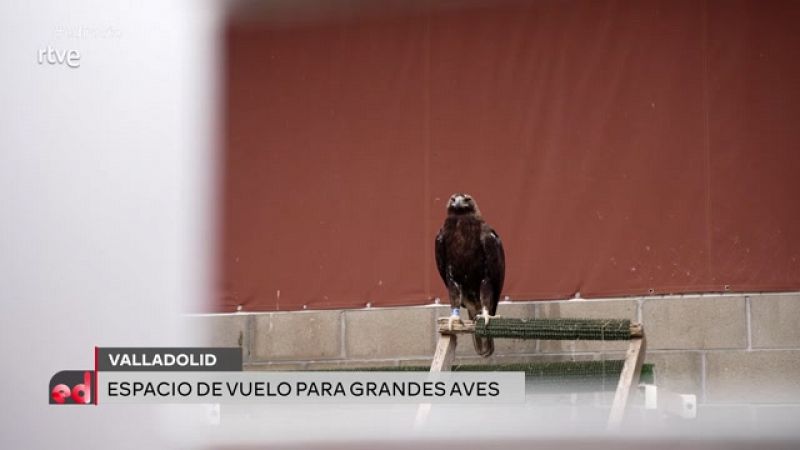 Recuperación de aves: así se sana un águila imperial