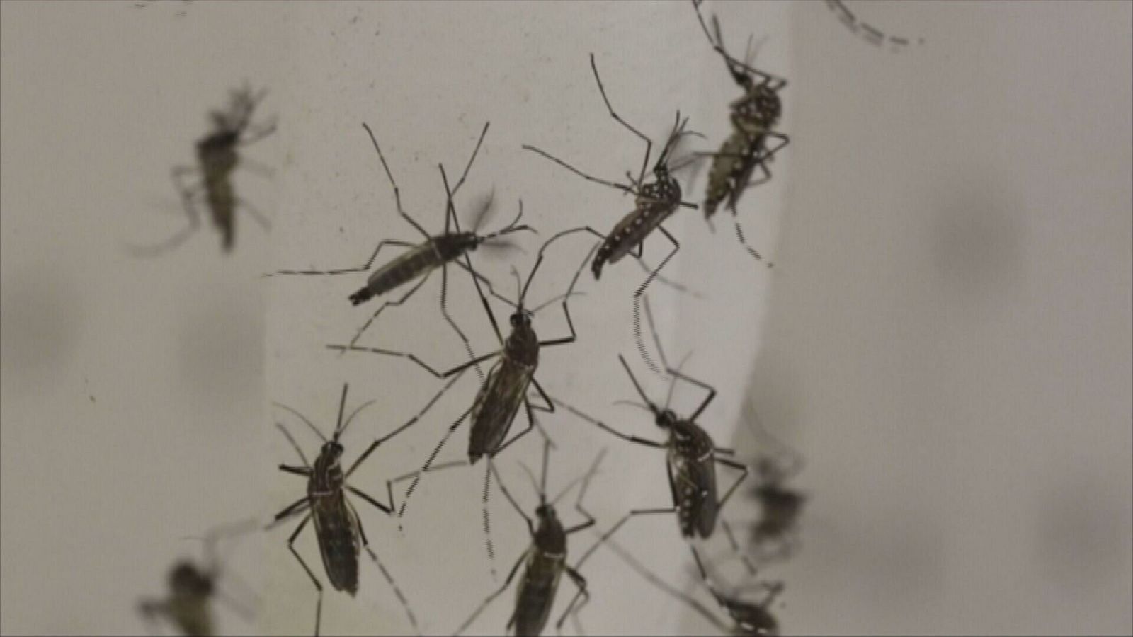 Activado el protocolo contra la expansión del mosquito Aedes