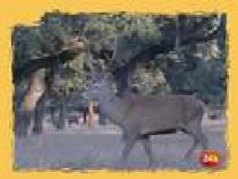  NATURAL:  Conservación en marcha. (07/12/09)