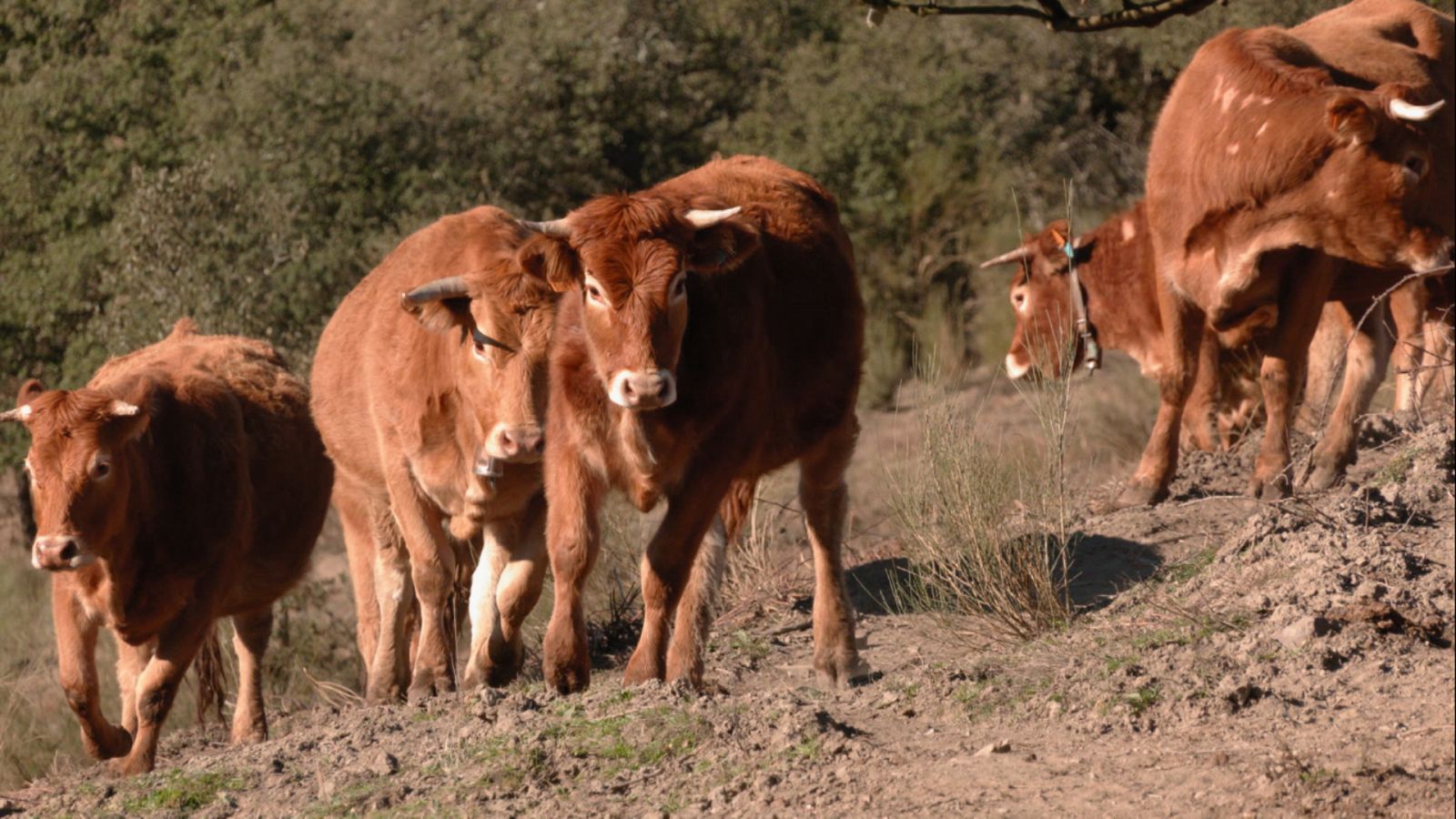 Aquí la Tierra - 16/03/22 - Aquí la Tierra | Ver