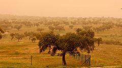 Fertilizantes, nutrientes y más microalgas: los beneficios de la calima para la naturaleza