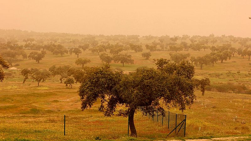 Más nutrientes y más microalgas: los beneficios de la calima para la naturaleza