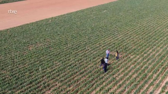 Aquí la Tierra - Los calçots manchegos sí existen