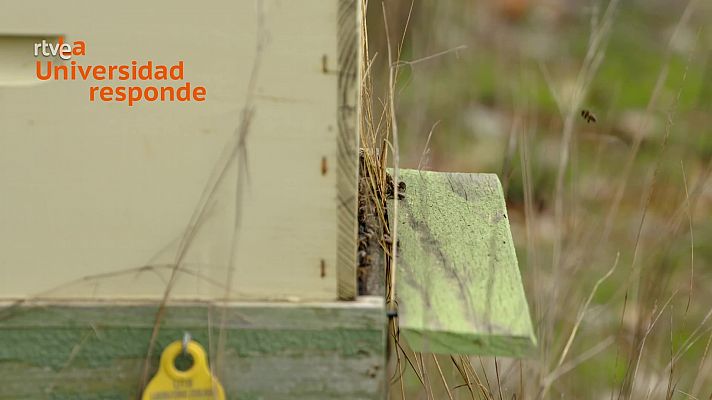 La aventura del Saber - ¿Qué importancia tienen las abejas y por qué desaparecen?