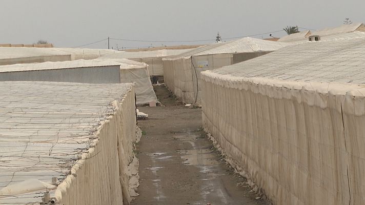 Noticias Andalucía - La huelga paraliza el campo