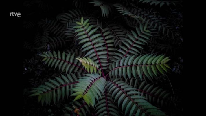 La aventura del Saber - Boek visual: Luz Calleja de Castro