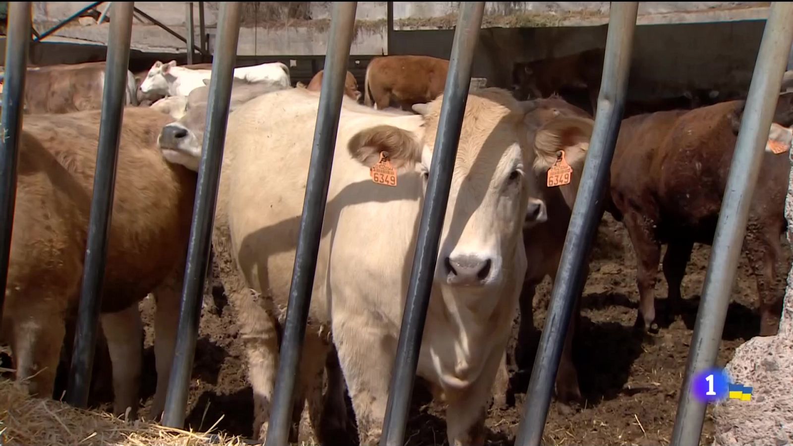 Telecanarias - 20/03/2022