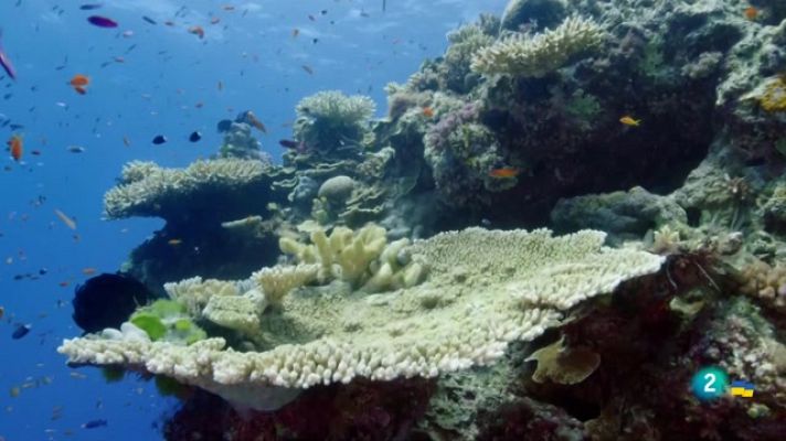 Som Documentals - La gran barrera de corall - Els constructors