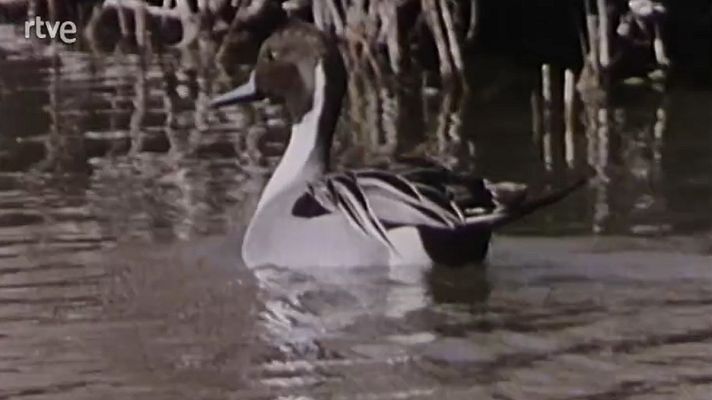 España húmeda - Lagunas y marismas