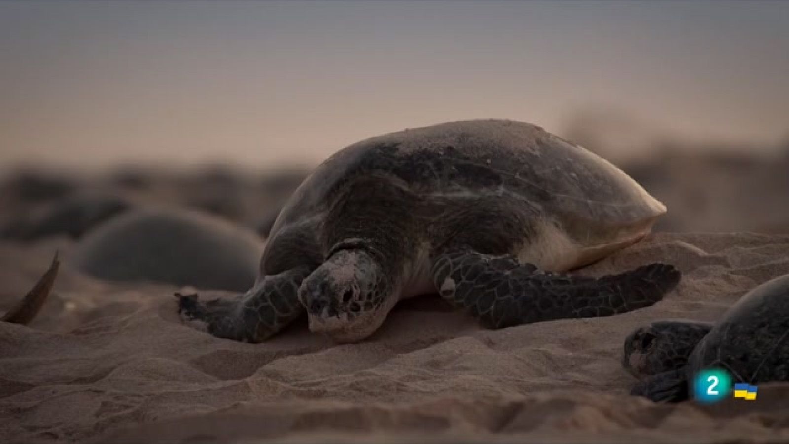 Som documentals: La gran barrera de corall - Els visitants