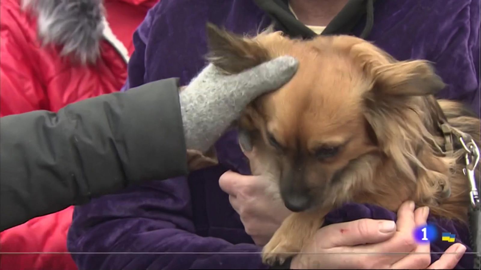 Los colegios extremeños de veterinarios lanzan un protocolo ante la llegada de mascotas de Ucrania - RTVE.es