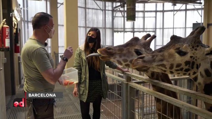 España Directo - El bienestar de las jirafas