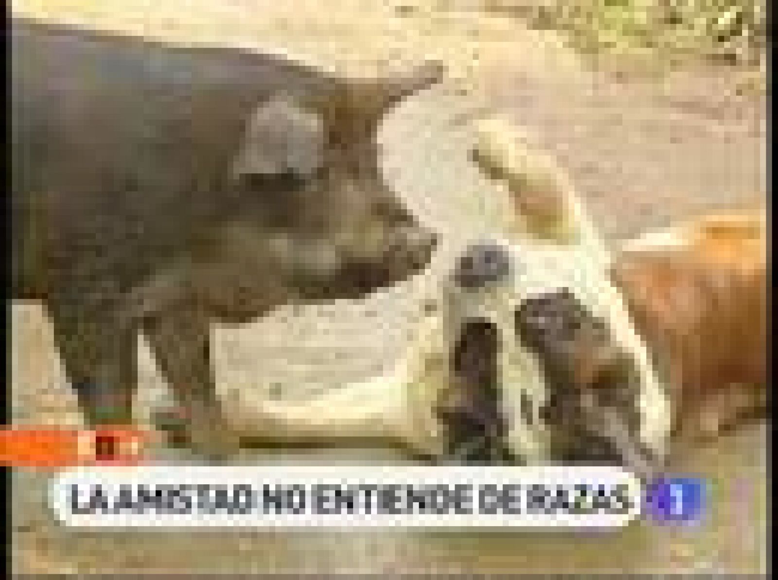 España Directo - Amigos para siempre | Ver