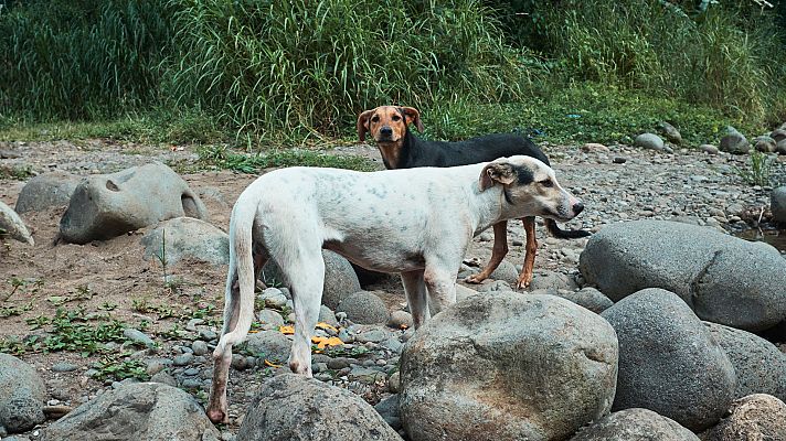 Perros salvajes