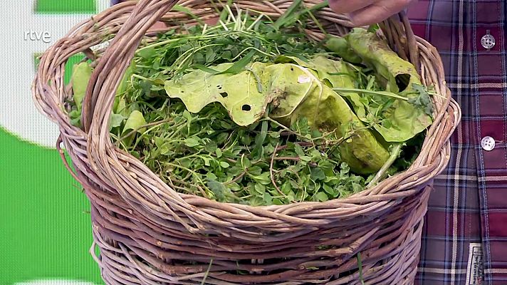 Abono verde, una dieta casera para la tierra