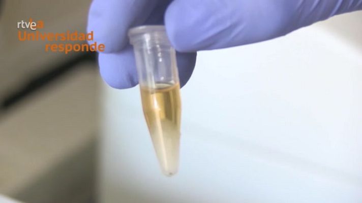 La aventura del Saber - ¿Podemos obtener biodiesel mediante un proceso limpio?