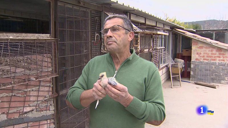 Pasión por las palomas mensajeras en Navarra