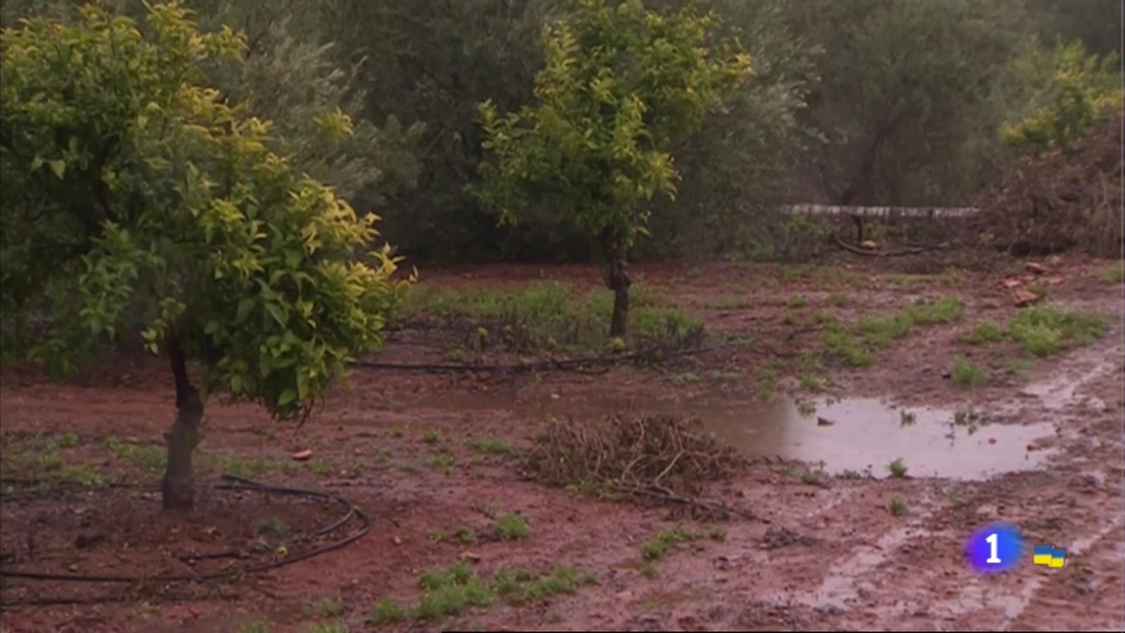 Los efectos de la lluvia en el campo extremeño - RTVE.es