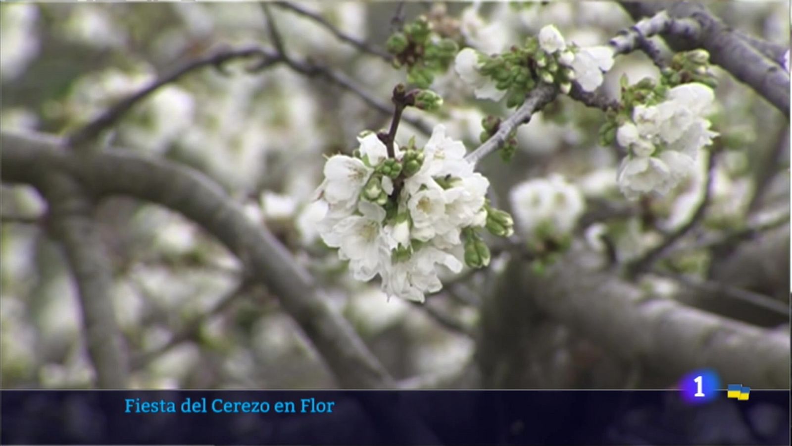 Fiesta del Cerezo en Flor - Ver ahora