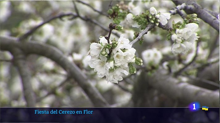 Noticias de Extremadura - Fiesta del Cerezo en Flor