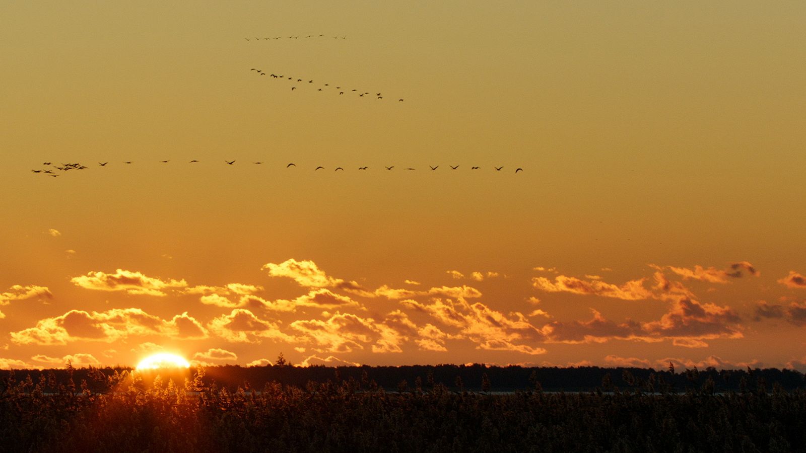 Somos documentales - Otoño. Un mundo de colores - ver ahora