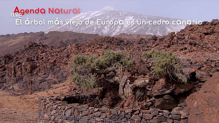 La aventura del Saber - Agenda natural