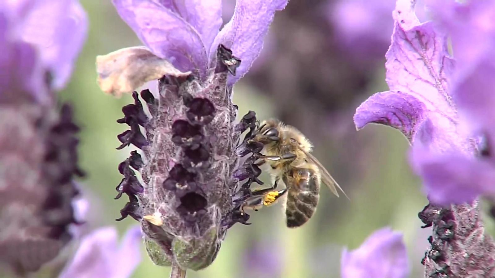 España Directo - 28/03/22 - ver ahora