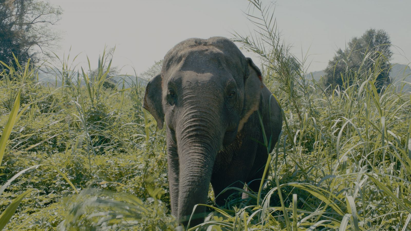 Diseñando el paraíso - Episodio 7: Campamento de elefantes - Chiang Rai - Documental en RTVE