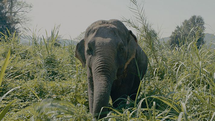 Campamento de elefantes - Chiang Rai