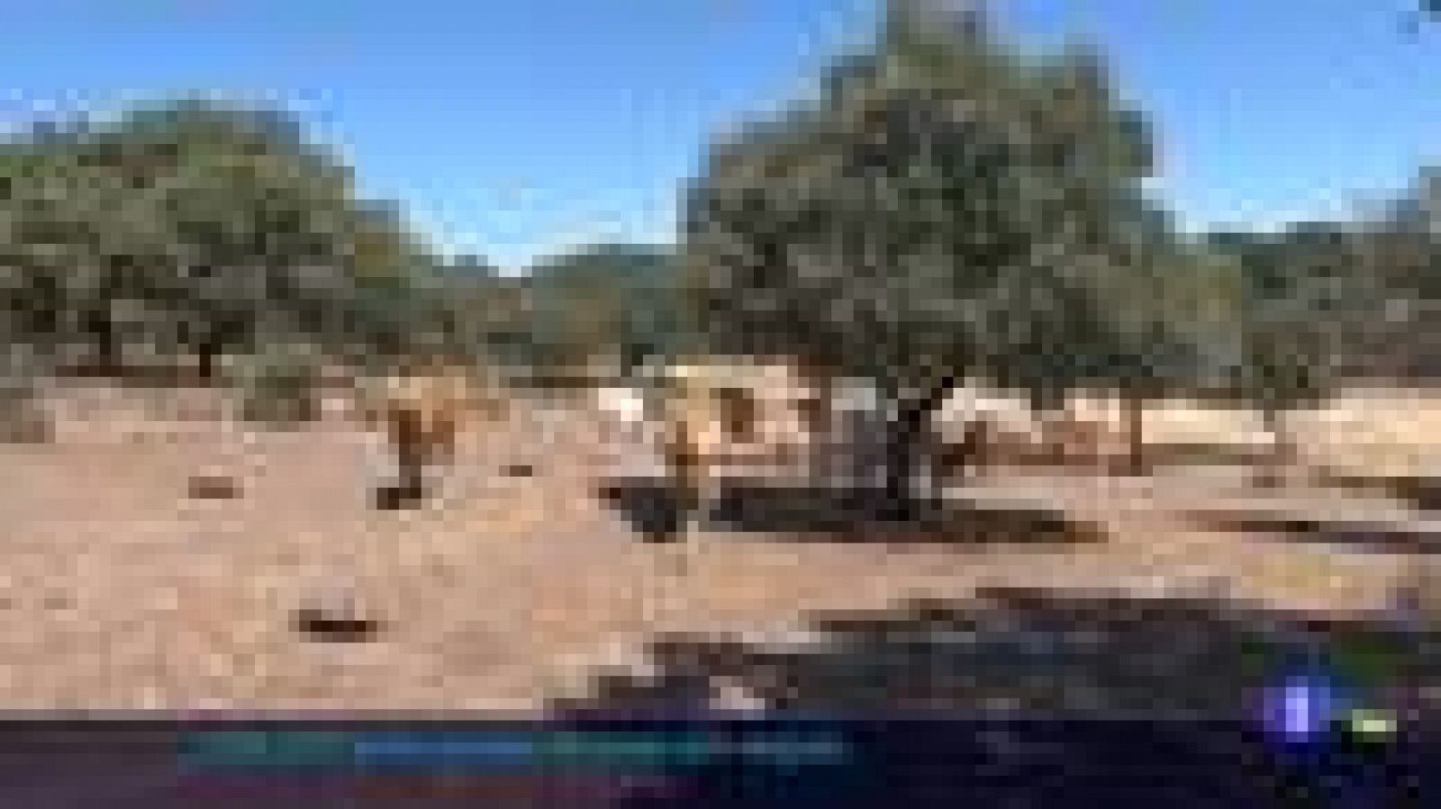 UPA-UCE valora como insuficiente el decreto de sequía del Estado - Ver ahora