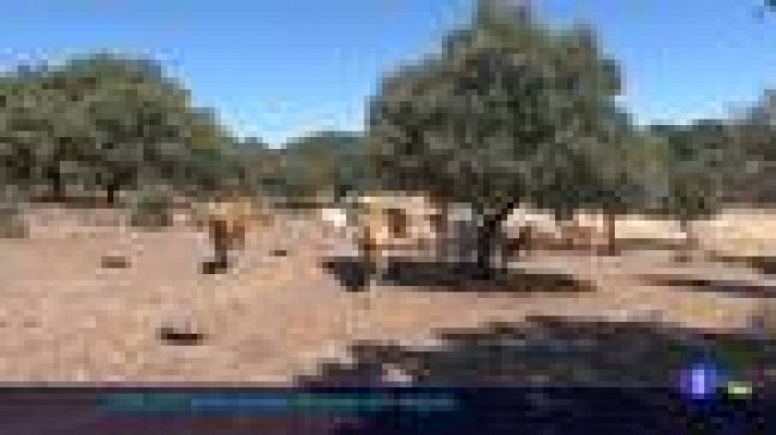 Noticias de Extremadura - UPA-UCE valora como insuficiente el decreto de sequía del Estado