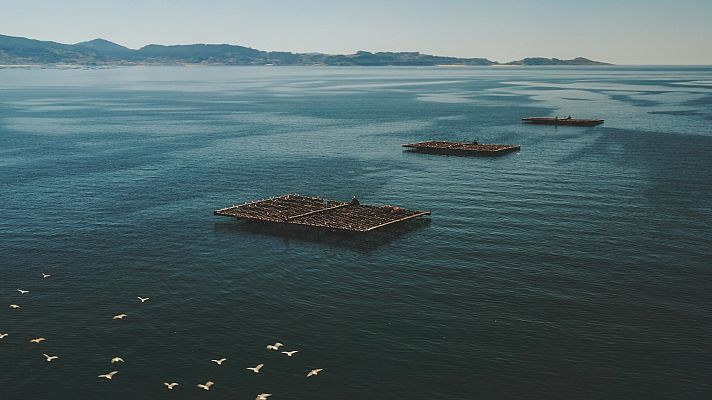 Informativo 24h - Manifestación en defensa del sector mejillonero en Galicia