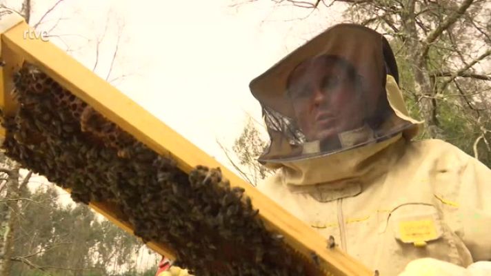 Aquí hay trabajo - El futuro de las abejas