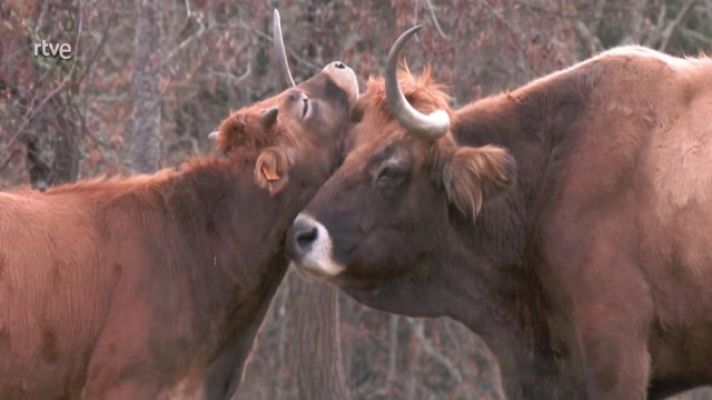 Aquí la Tierra - La vianesa, una vaca muy gallega