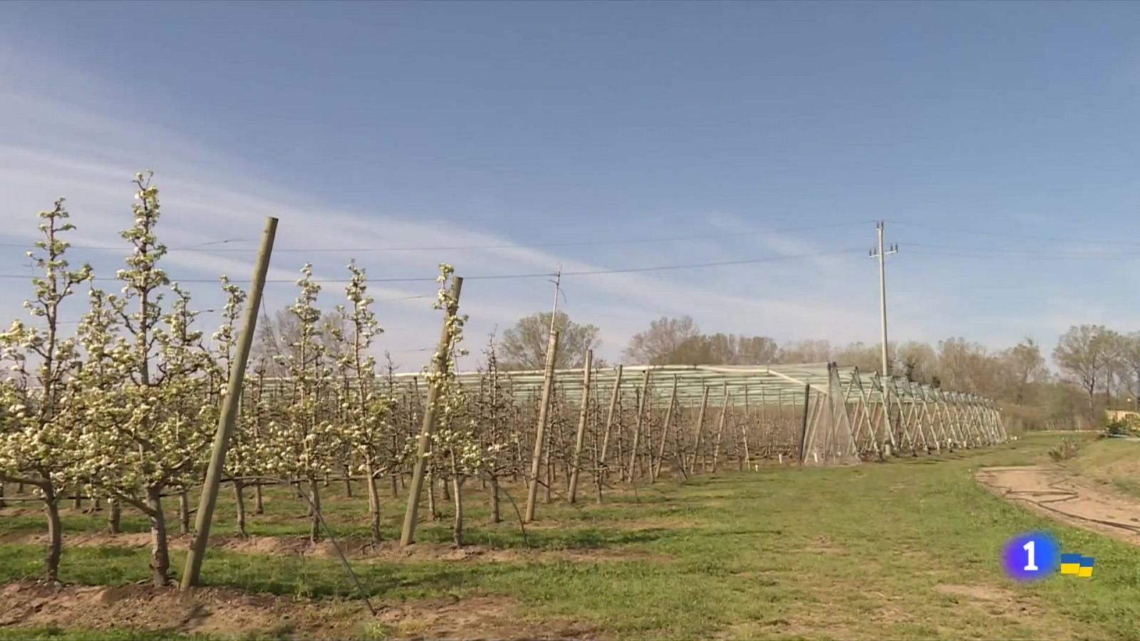 Les fortes gelades destrossen les collites