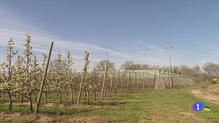 L'Informatiu - Les fortes gelades destrossen les collites