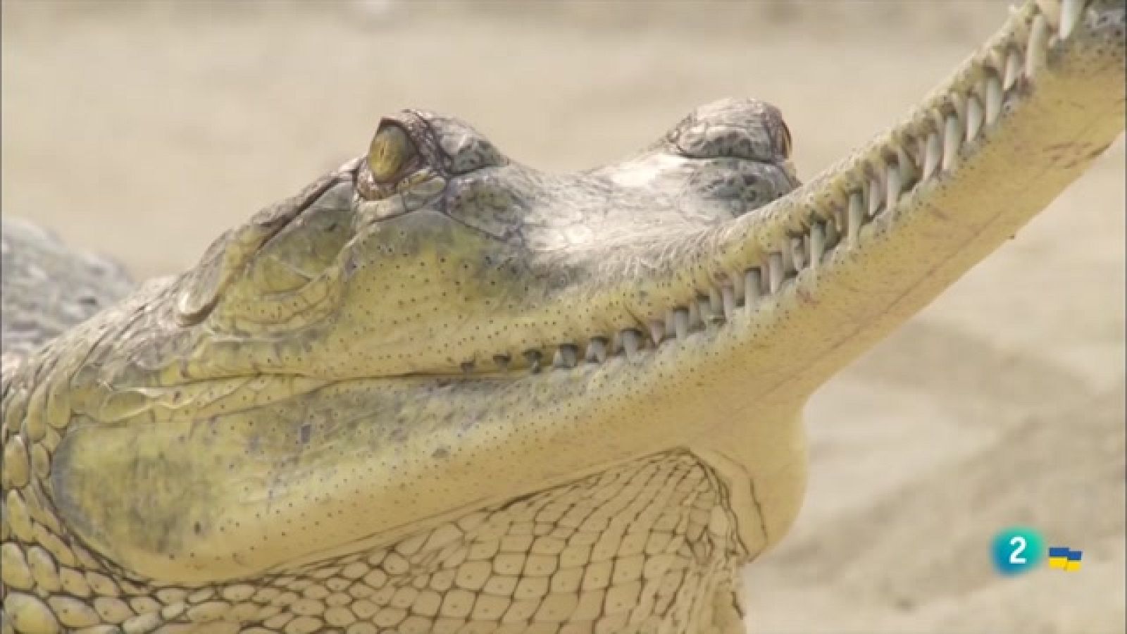 Som documentals - Dinosaures moderns: Els gavials del Parc nacional de Chitwan