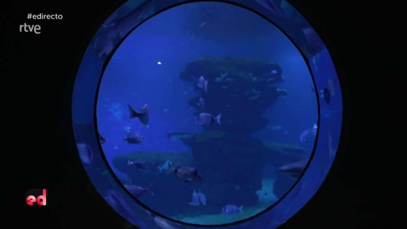 España Directo - Nadamos entre tiburones: así es la cría de alitanes