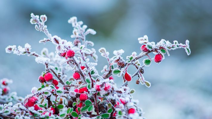 Noticias Aragón - Las heladas en Aragón causan estragos en los campos de frutas