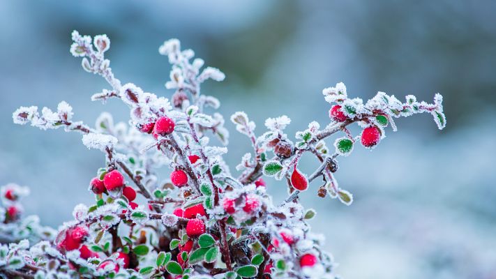 Las heladas en Aragón causan estragos en los campos de frutas