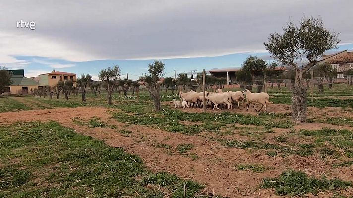 Agricultura regenerativa en la campiña catalana